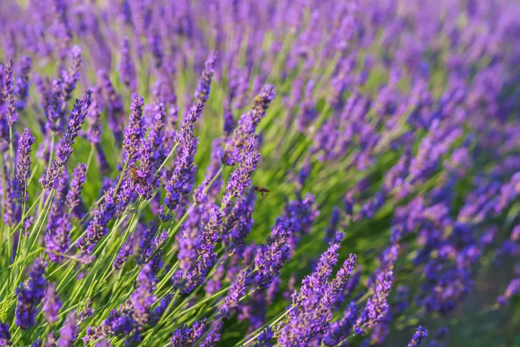 Campo di lavanda in fiore